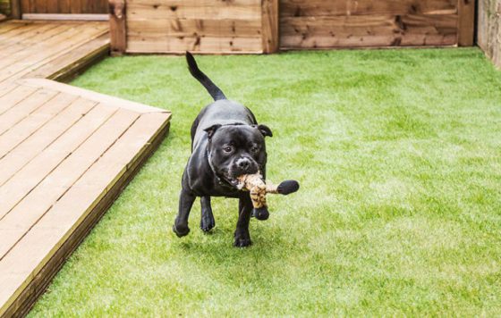 ワンちゃんも遊べる快適空間♪