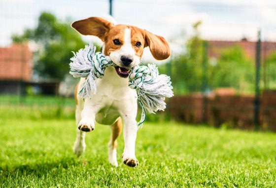 ペットにも人にも優しいお家に