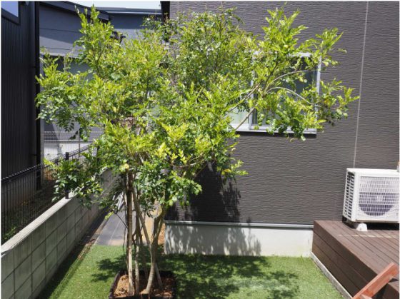 シンボルツリー