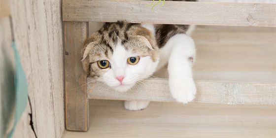 リフォームで実現! 猫が暮らしやすい家づくりのポイント