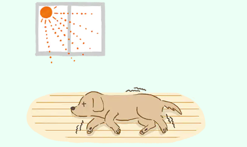 ペット想いの快適住まいづくり　in Summer